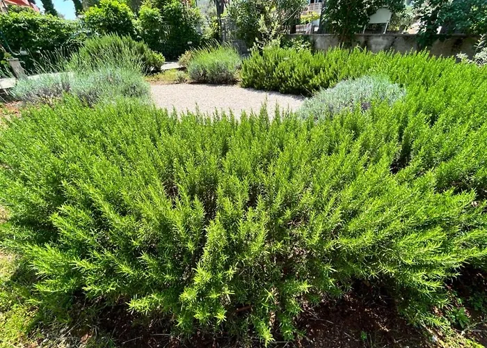 Apartamento Lemon Tree *