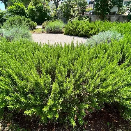 Appartement Lemon Tree *