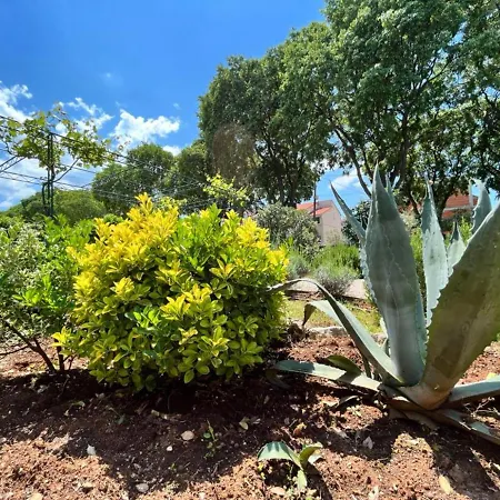 Apartment Lemon Tree