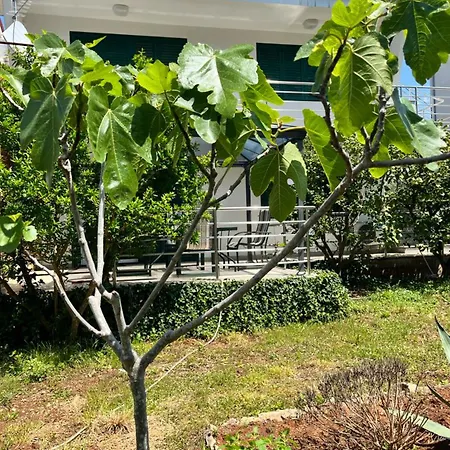 Apartment Lemon Tree Zadar